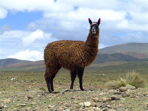 lamas dese|Llama .